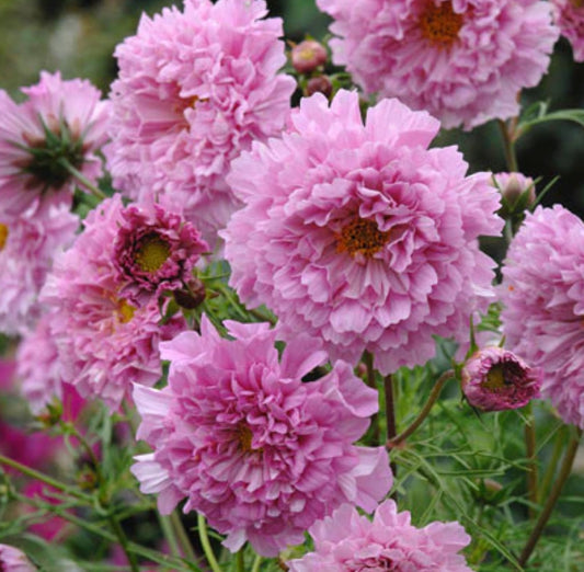 Double Click Rose Cosmos Cut Flower Seeds