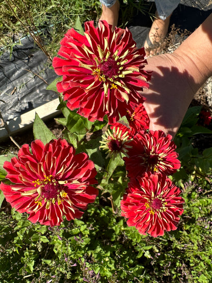 Candy Apple Red Zinnia Seeds