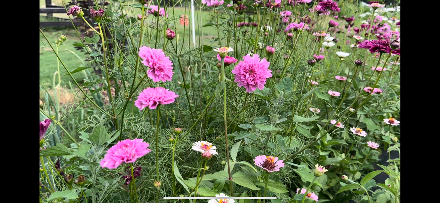 Double Click Rose Cosmos Cut Flower Seeds