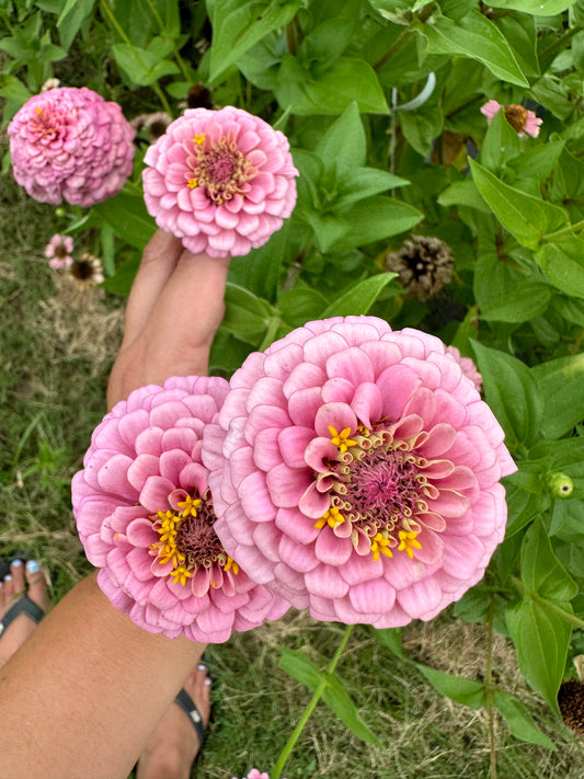 Oklahoma Pink Zinnia Seeds