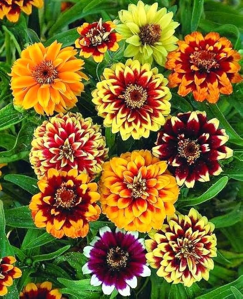 Persian Carpet Zinnia Seeds