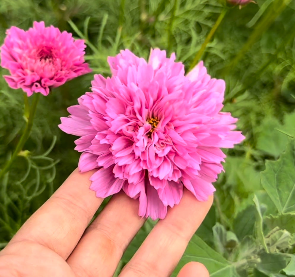 Double Click Rose Cosmos Cut Flower Seeds