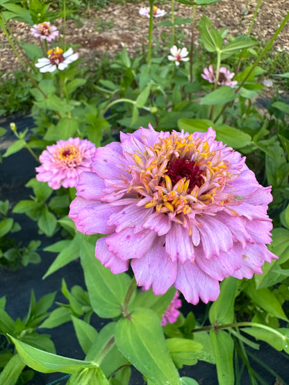 Pastel Tufted Zinnia Seeds