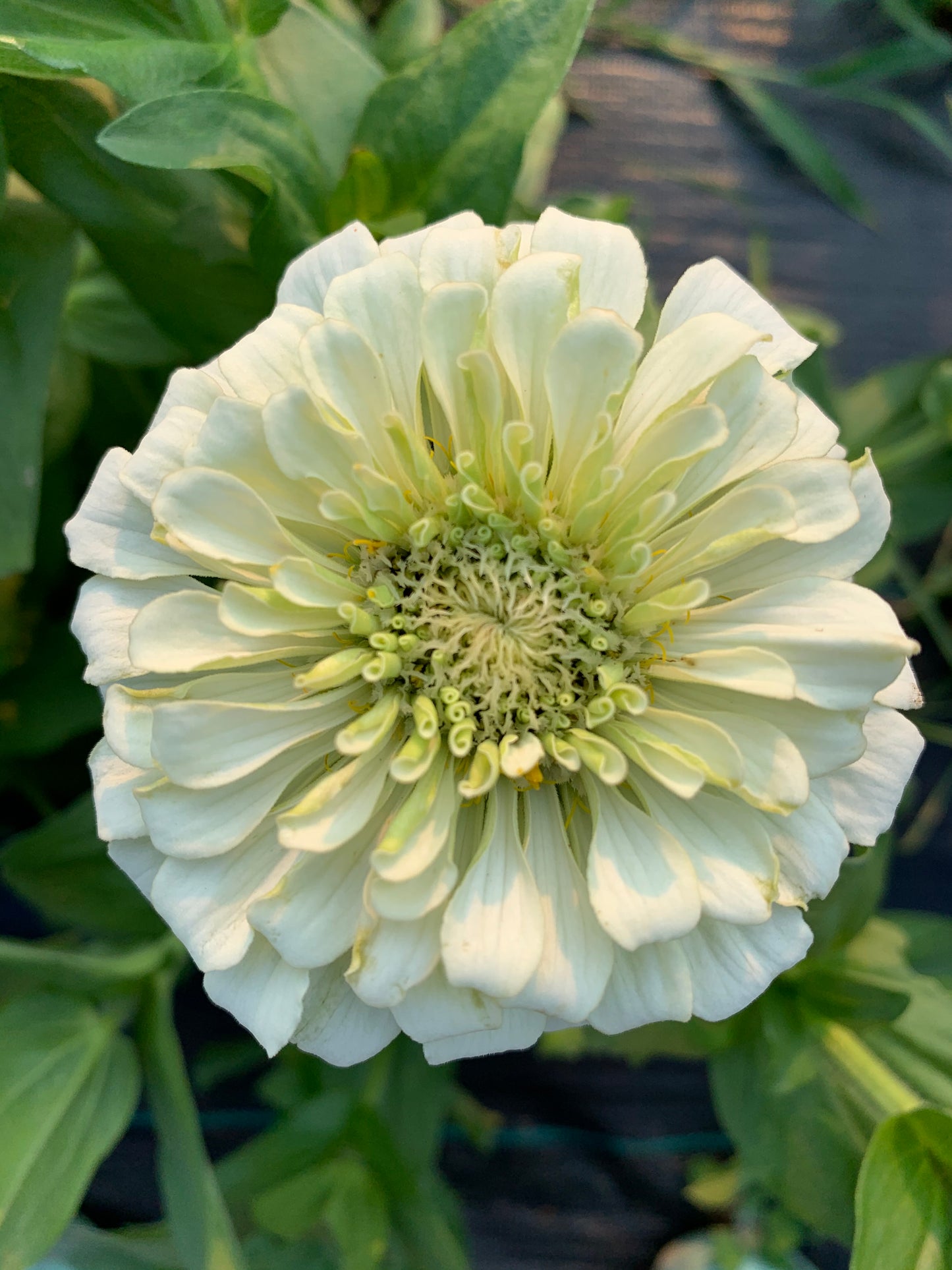 Polar Bear Zinnia Seeds