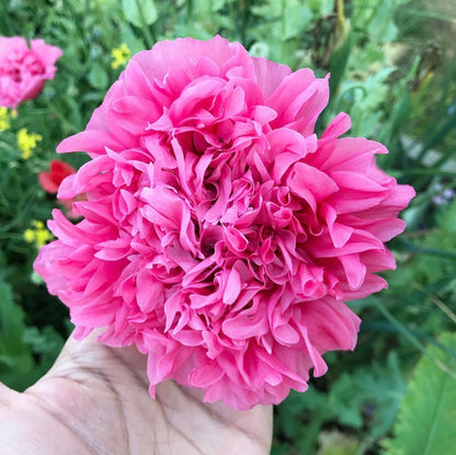 Peony Poppy Mix Cut Flower Seeds