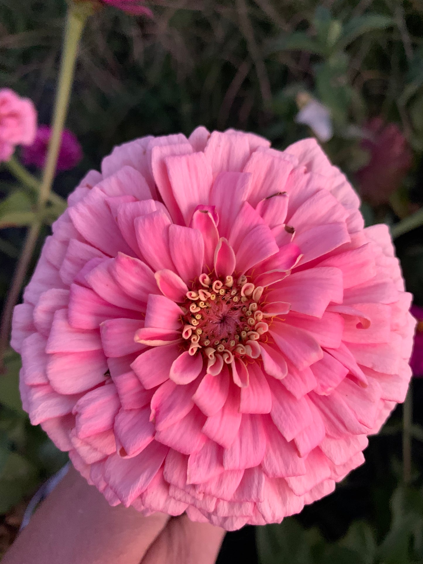 Strawberry & Cream Mix Zinnia Seed Mix