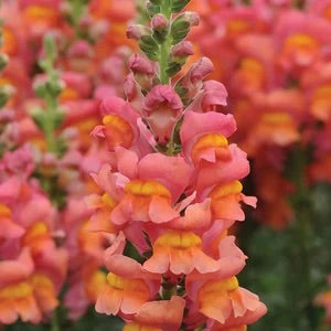 Opus™ III Early Bronze
Snapdragon Cut Flower Seed