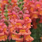 Opus™ III Early Bronze
Snapdragon Cut Flower Seed