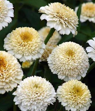 Vanilla Scoop Ivory tufted zinnia seeds