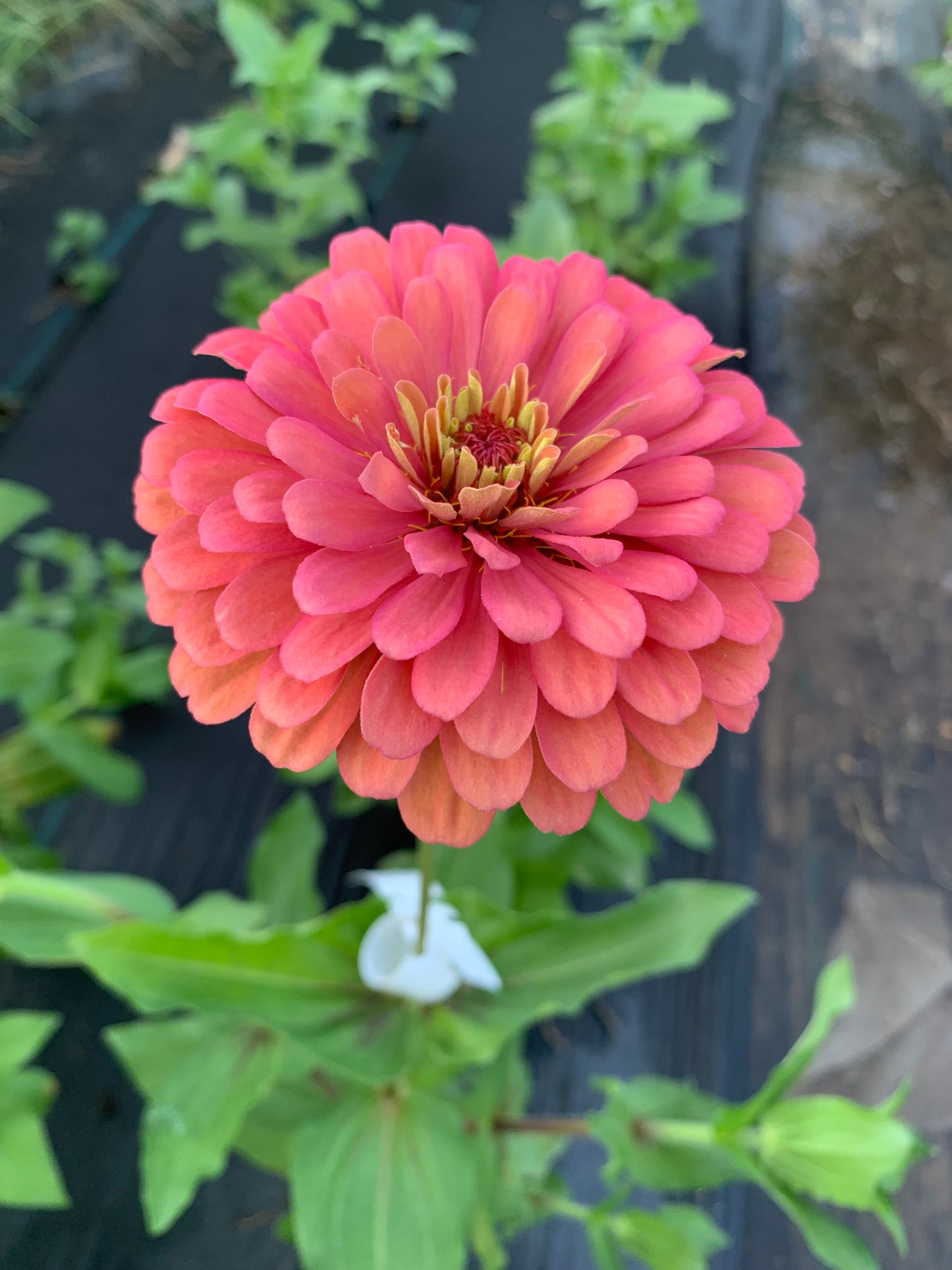 Dreamland Coral Zinnia Seeds