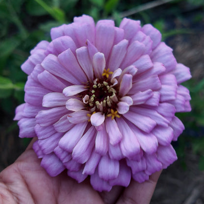 Sunset Zinnia Seed Mix Donation