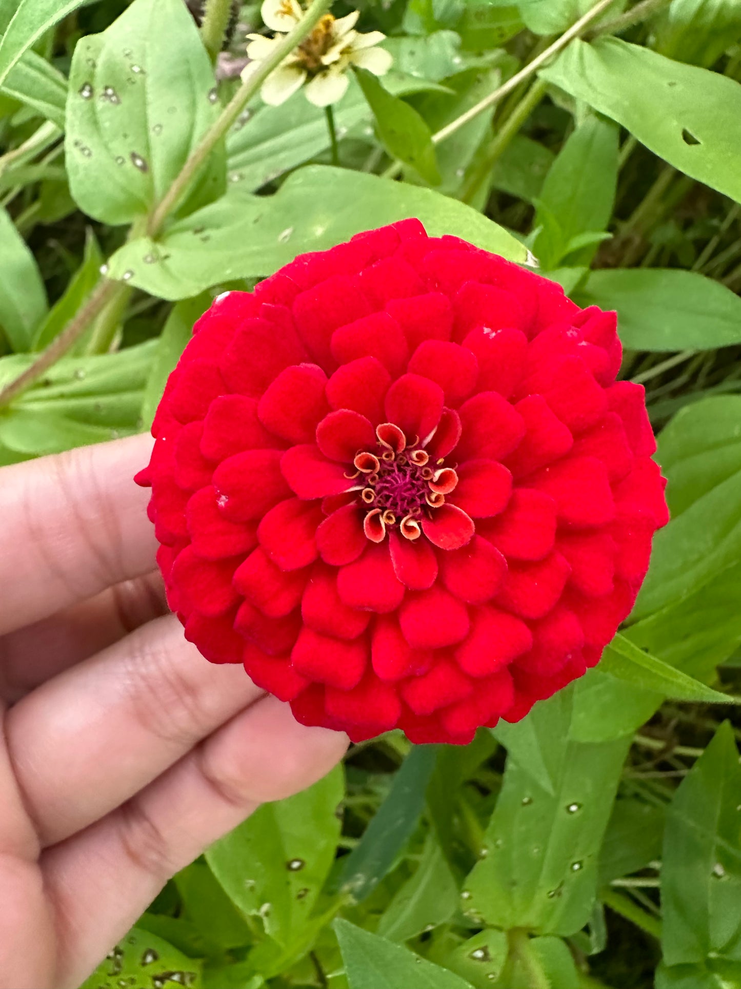 Lilliput Gem Mix Dwarf Zinnia Seeds