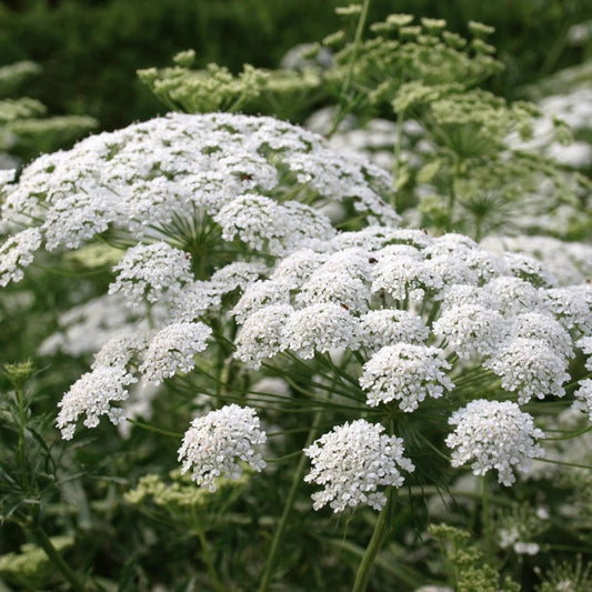 White Dill Cut Flower Seed