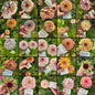 Exclusive Breeding Project Zinnia Seeds