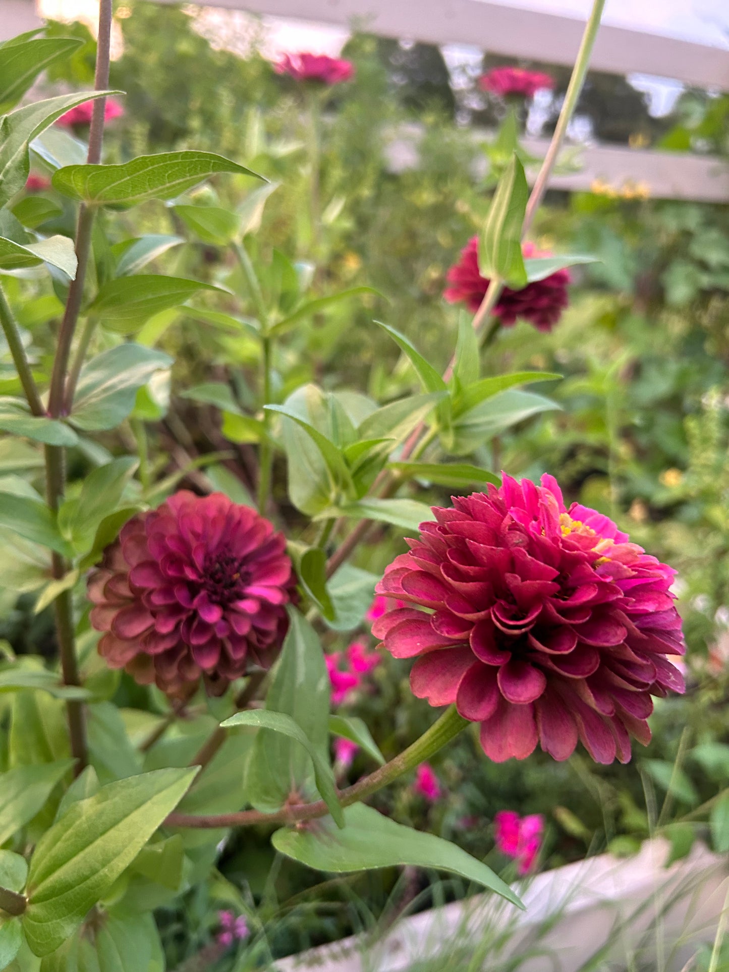 Moody Mix Zinnia Seed Mix