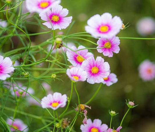 Hinomaru Cosmos Cut Flower Seeds Fall Shipping