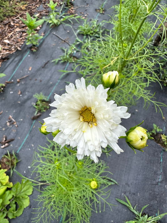 Fizzy White Cosmos Cut Flower Seeds