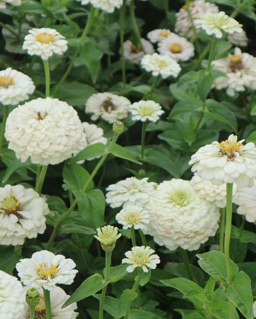 Oklahoma White Zinnia Seeds