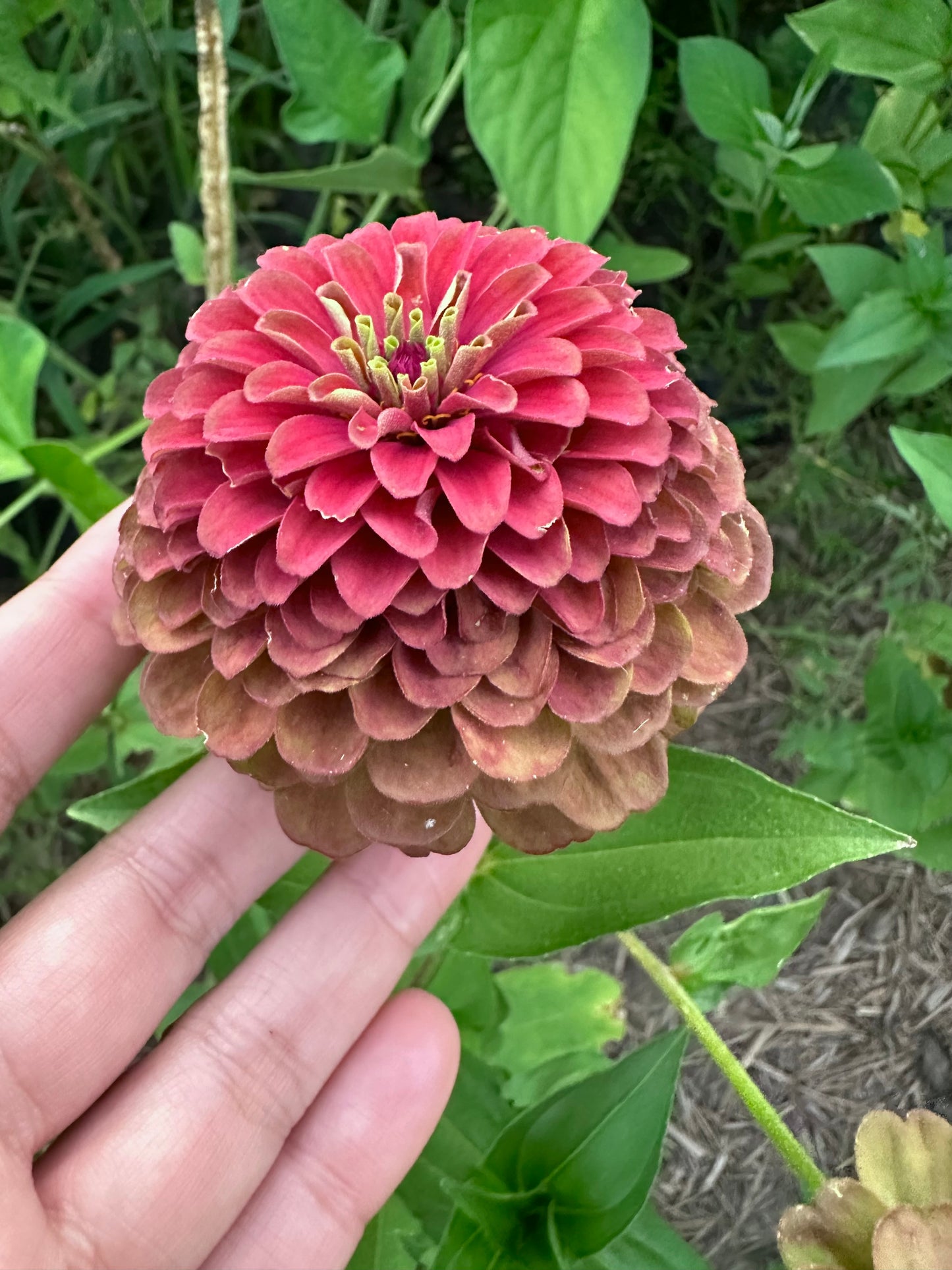 Moody Mix Zinnia Seed Mix Fall Shipping