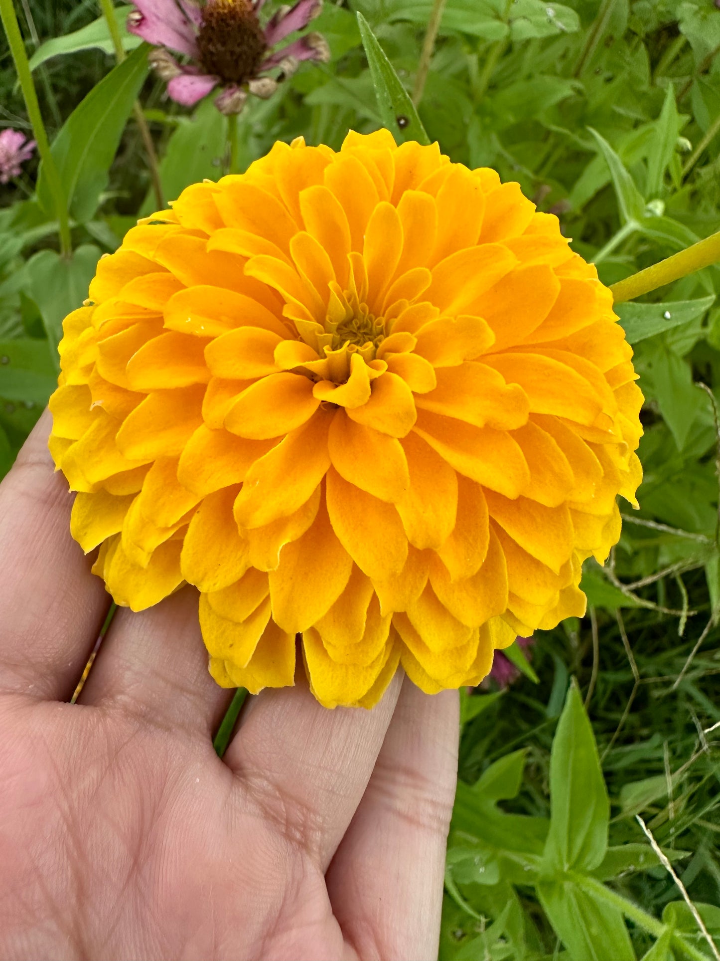 Lemon Chello Zinnia Seeds