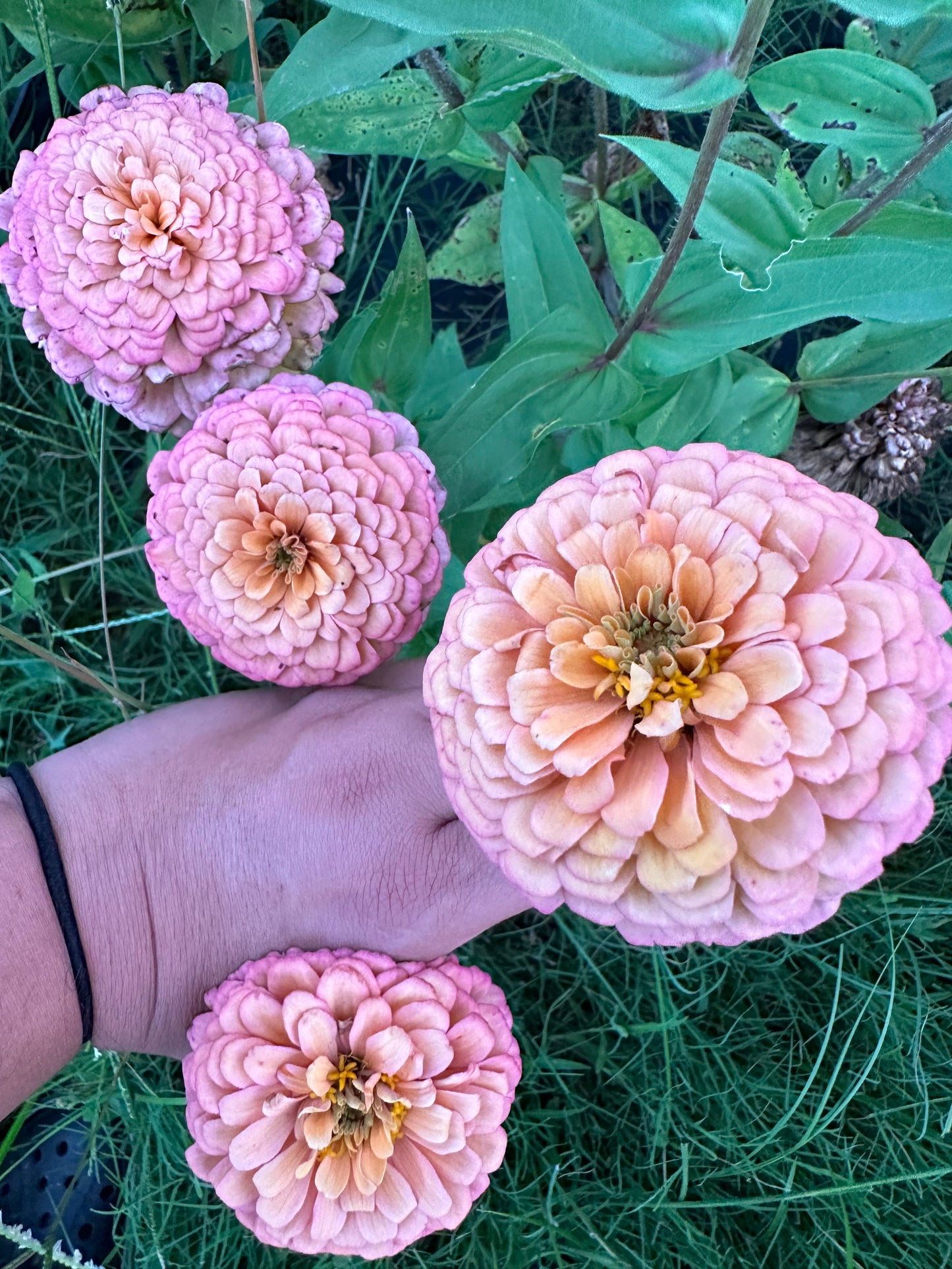 Oklahoma Salmon Zinnia Seeds