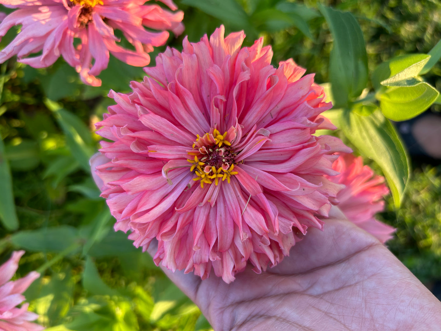 Cactus Mix Zinnia Seeds