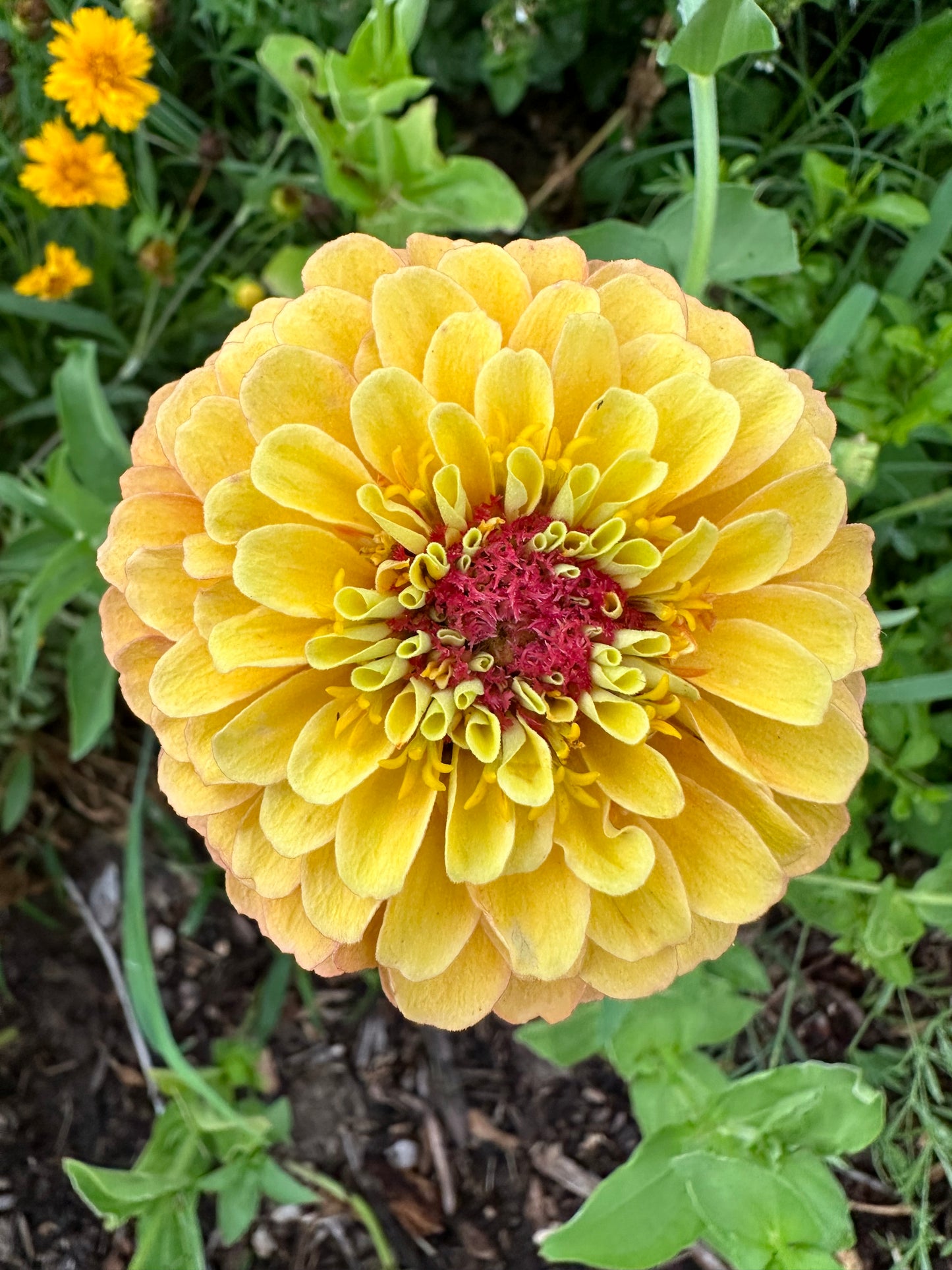 Marmalade Zinnia Seeds