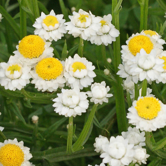 Winged Everlasting
Ammobium Cut Flower Seed