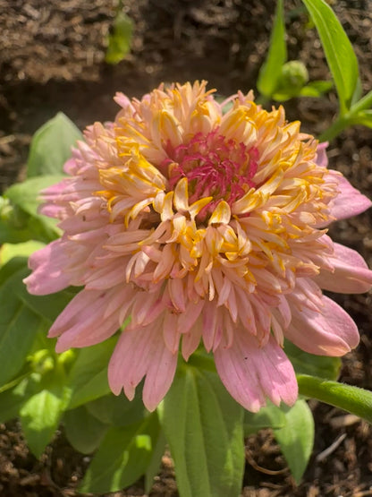 Pastel Tufted Zinnia Seeds