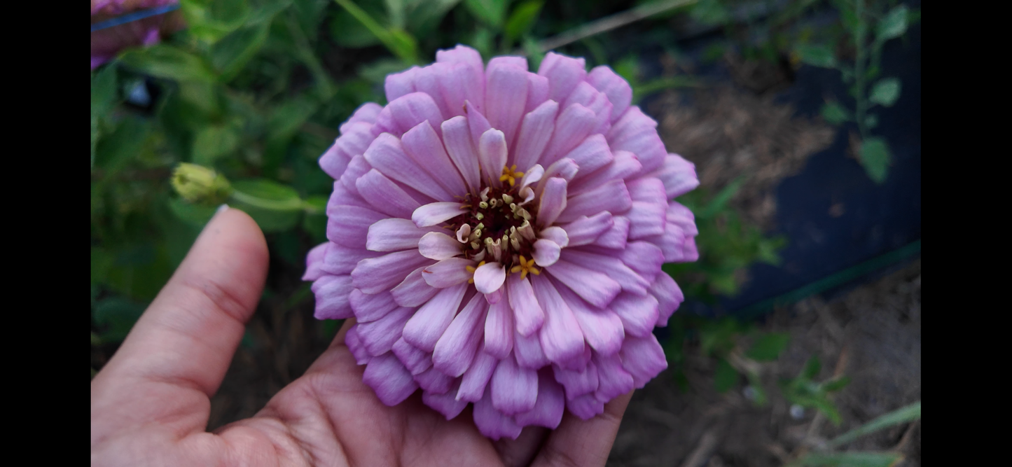 Ooh La La Lavender Mix zinnia seeds Shipping Fall 2024 Specialty Breeder’s Pack