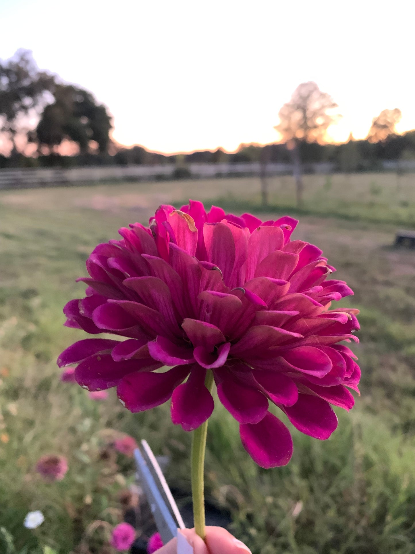 Strawberry & Cream Mix Zinnia Seed Mix