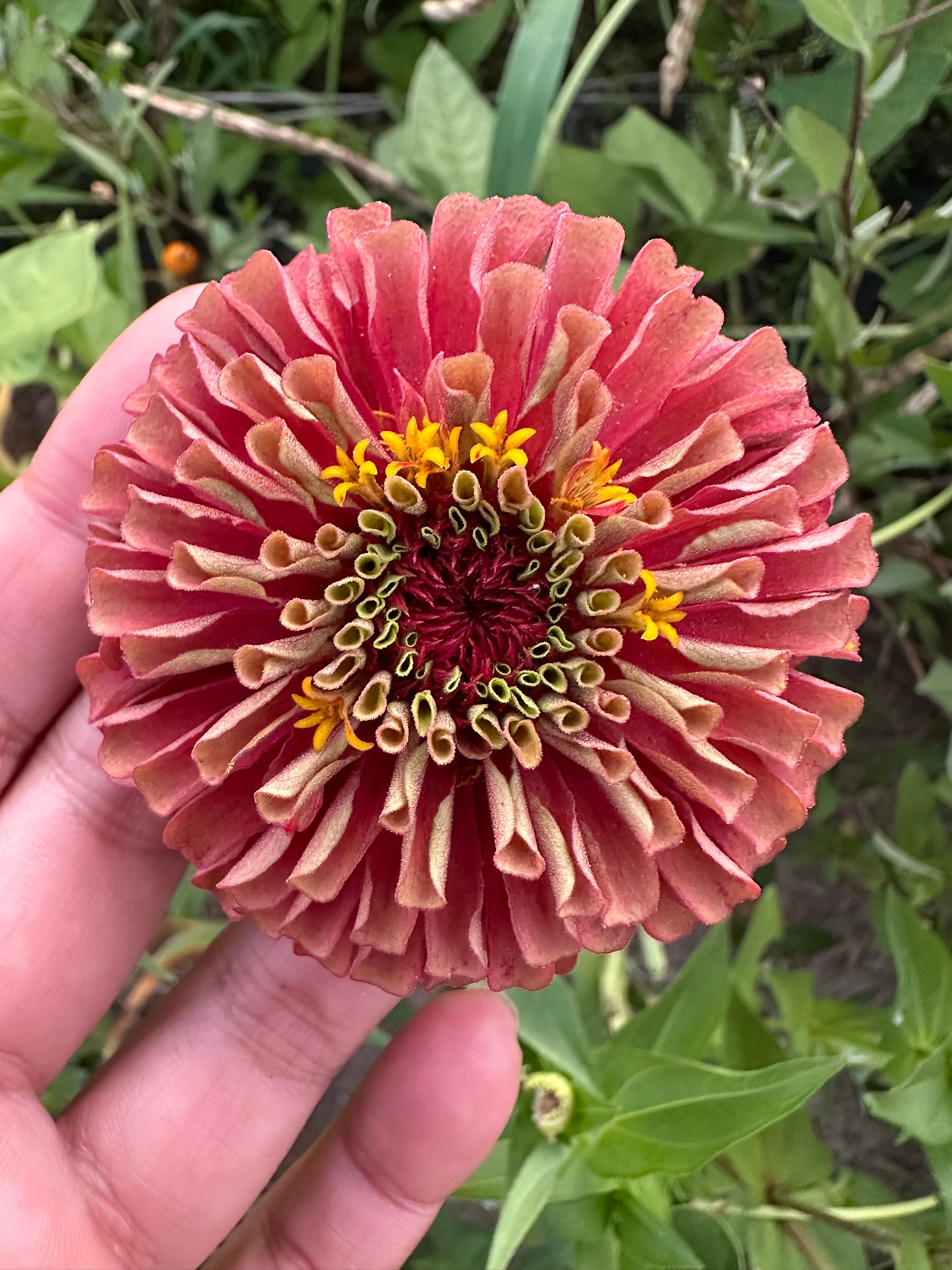 Moody Mix Zinnia Seed Mix Fall Shipping