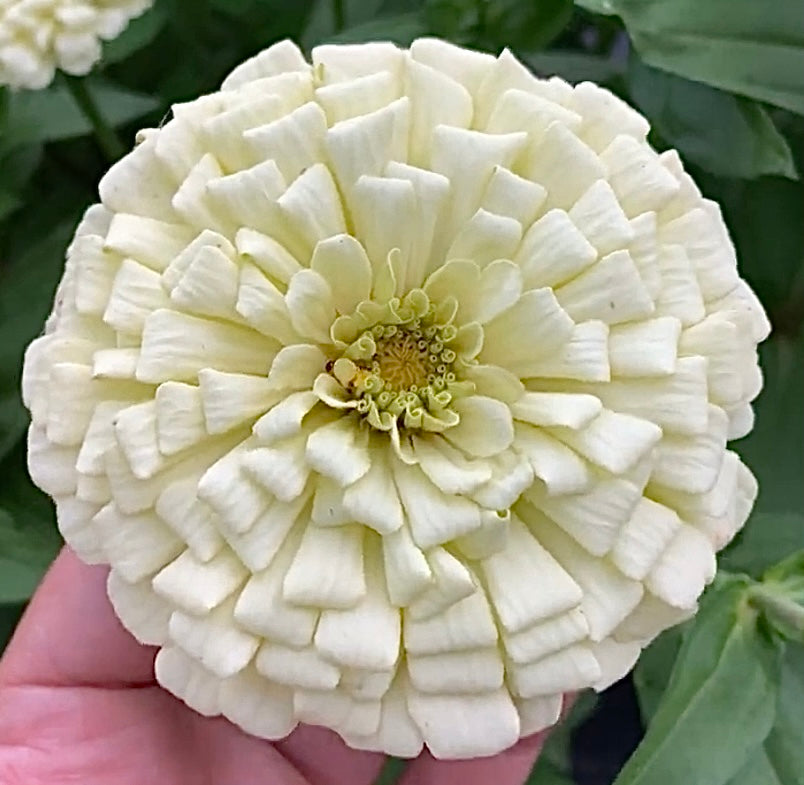 Violet & Lavender Tone Breeding Zinnia Seeds
