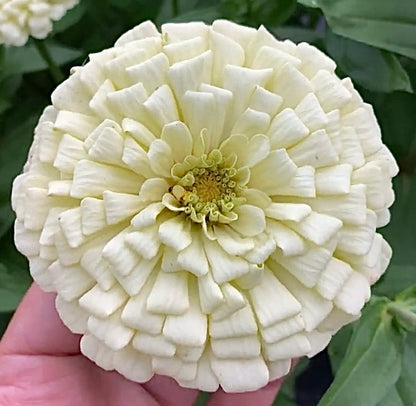 Violet & Lavender Tone Breeding Zinnia Seeds