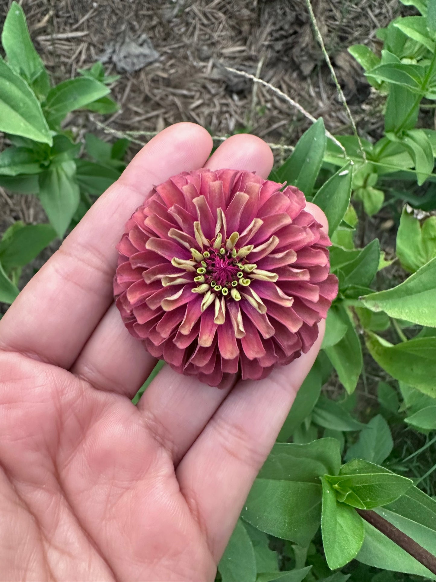 Moody Mix Zinnia Seed Mix