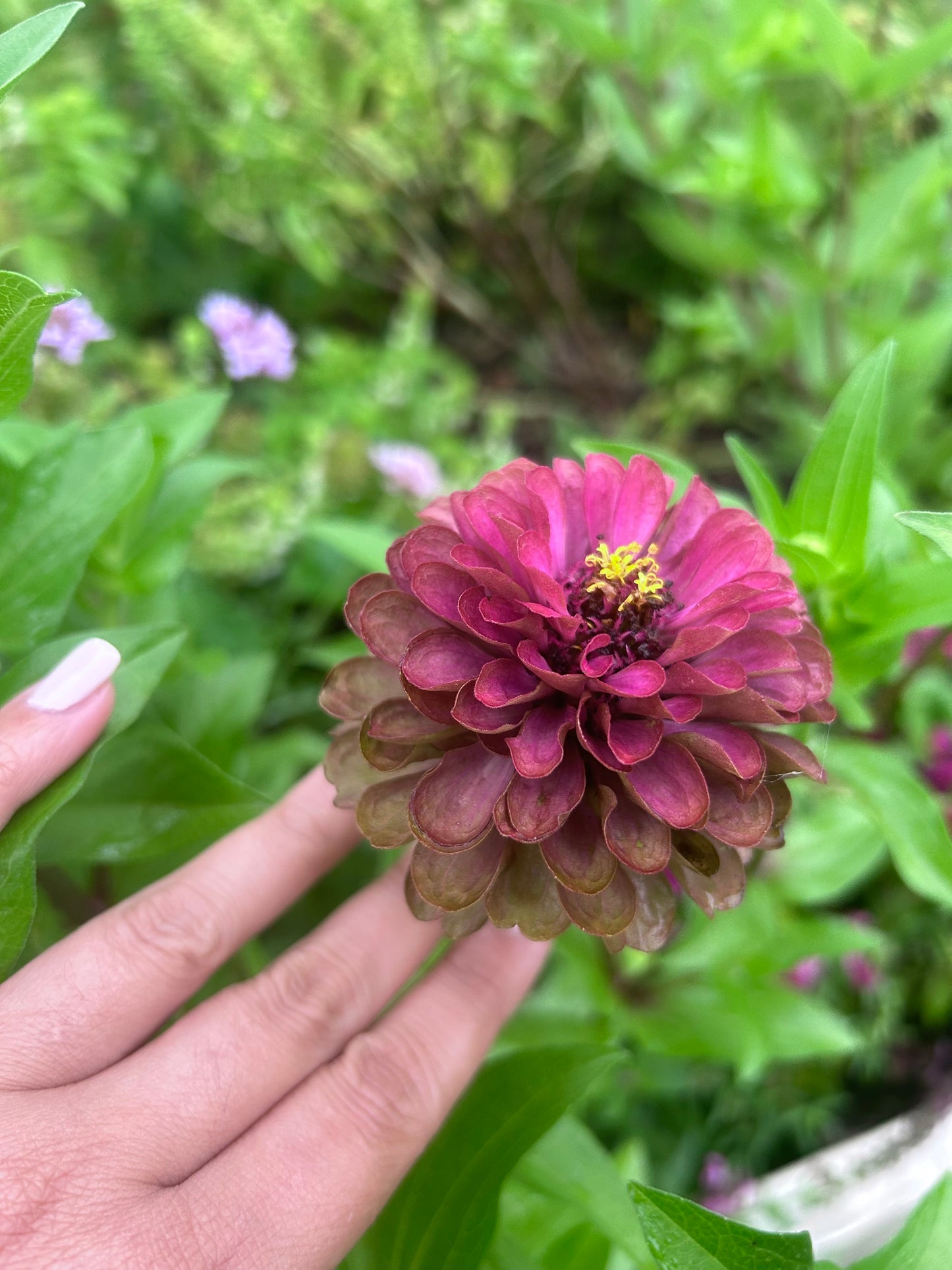 Moody Mix Zinnia Seed Mix Fall Shipping