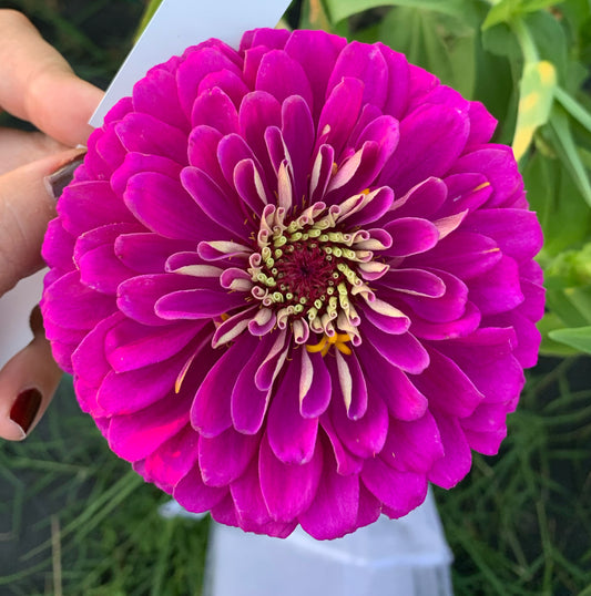 Purple Prince Zinnia Seeds