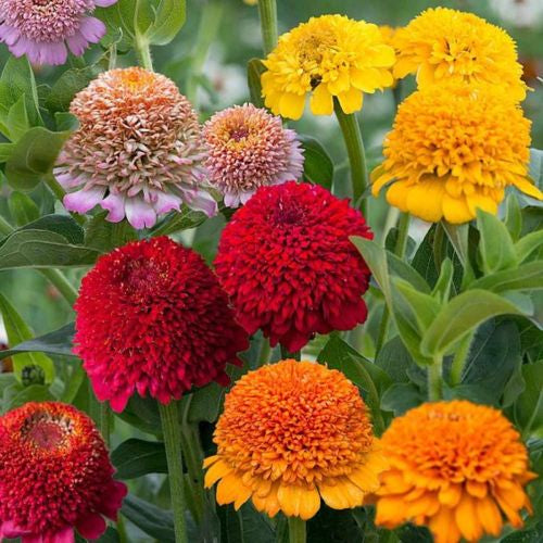 Rainbow Mix Tufted Zinnia Seeds