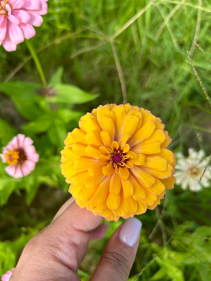 $25 Delectable Pastels Zinnia Seed Mix Fundraiser Shipping Now!