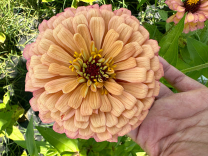 Apricot Zinnia Seeds Breeder’s pack Shipping Fall 2024