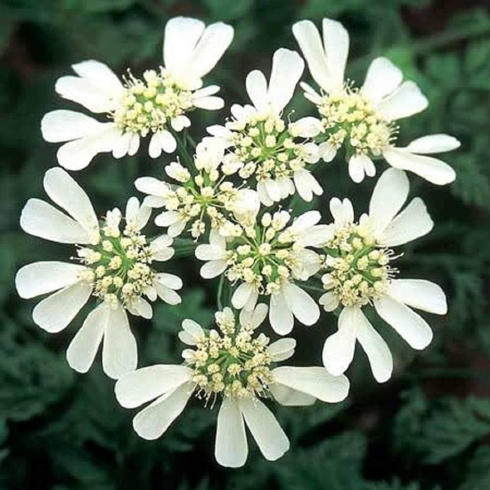 Orlaya Cut Flower Seeds