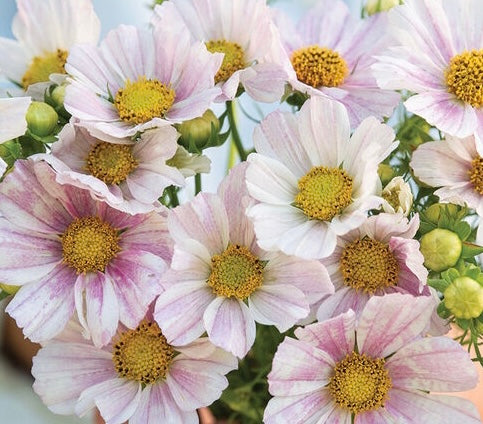 Versailles Flush Cosmos Cut Flower Seeds