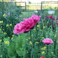 Peony Poppy Mix Cut Flower Seeds