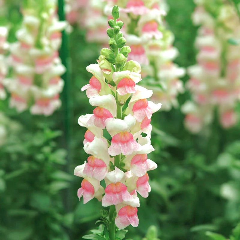 Apple Blossom Snapdragon Cut Flower Seeds