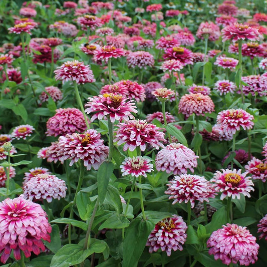 Mazurkia Zinnia Seeds