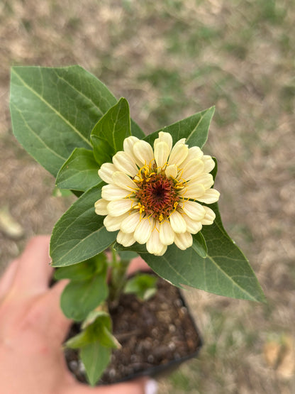 NEW!! Macaron Zinnia Seed Mix!