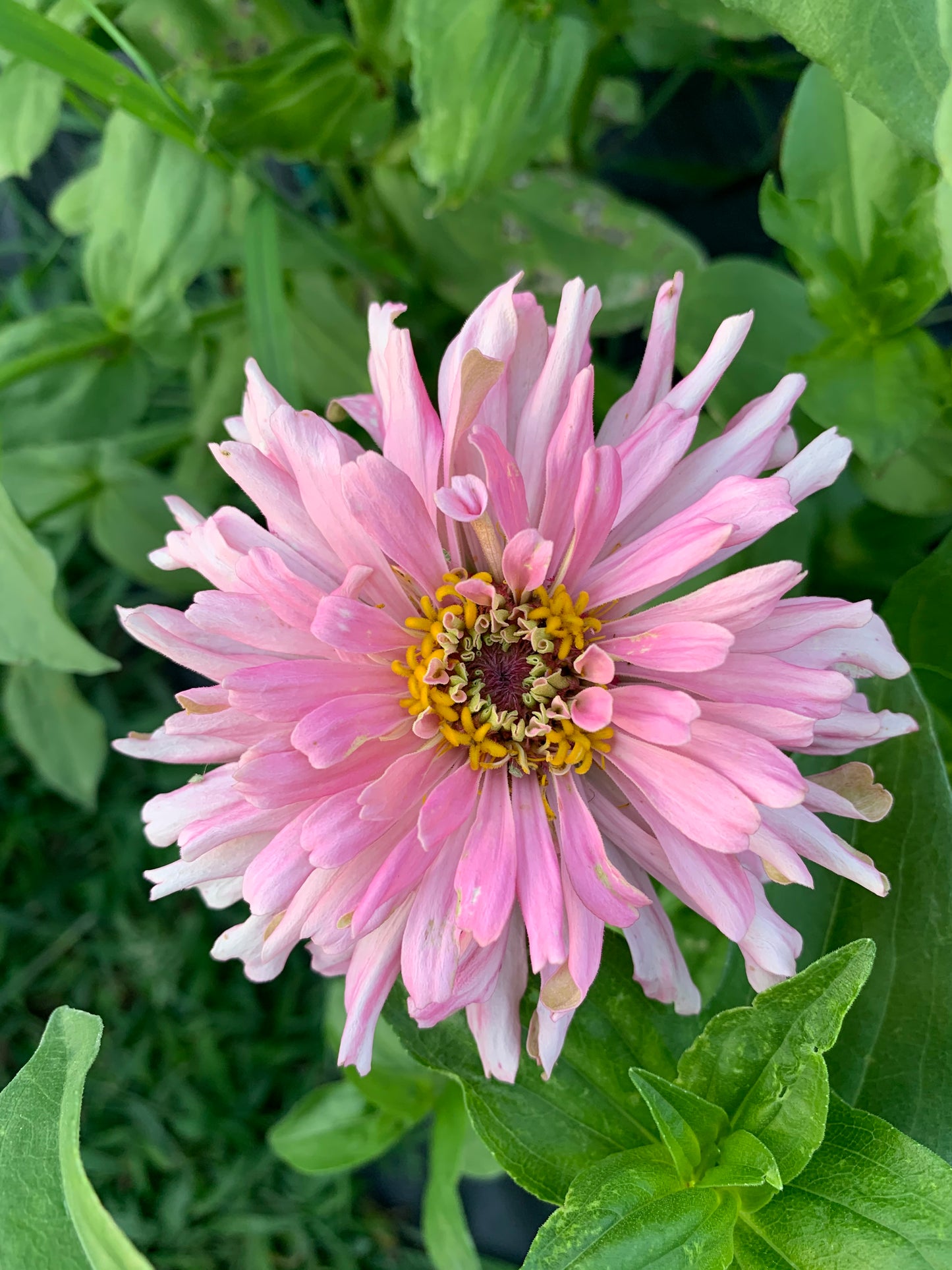 Spun Sugar Cactus Zinnia Seeds