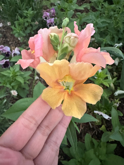 Snapdragon Muted Breeding Project cut flower seeds