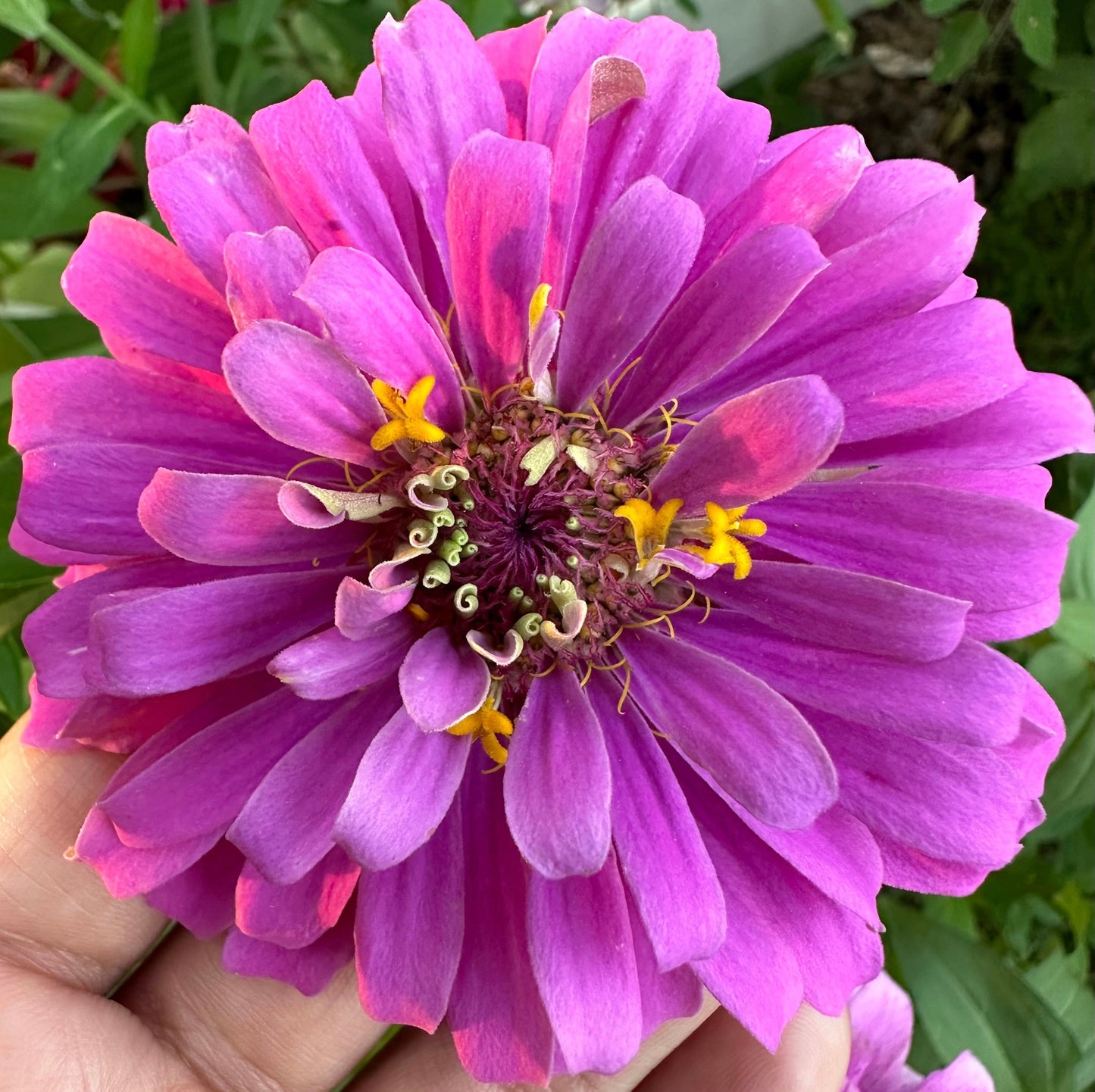 Violet Zinnia Seeds