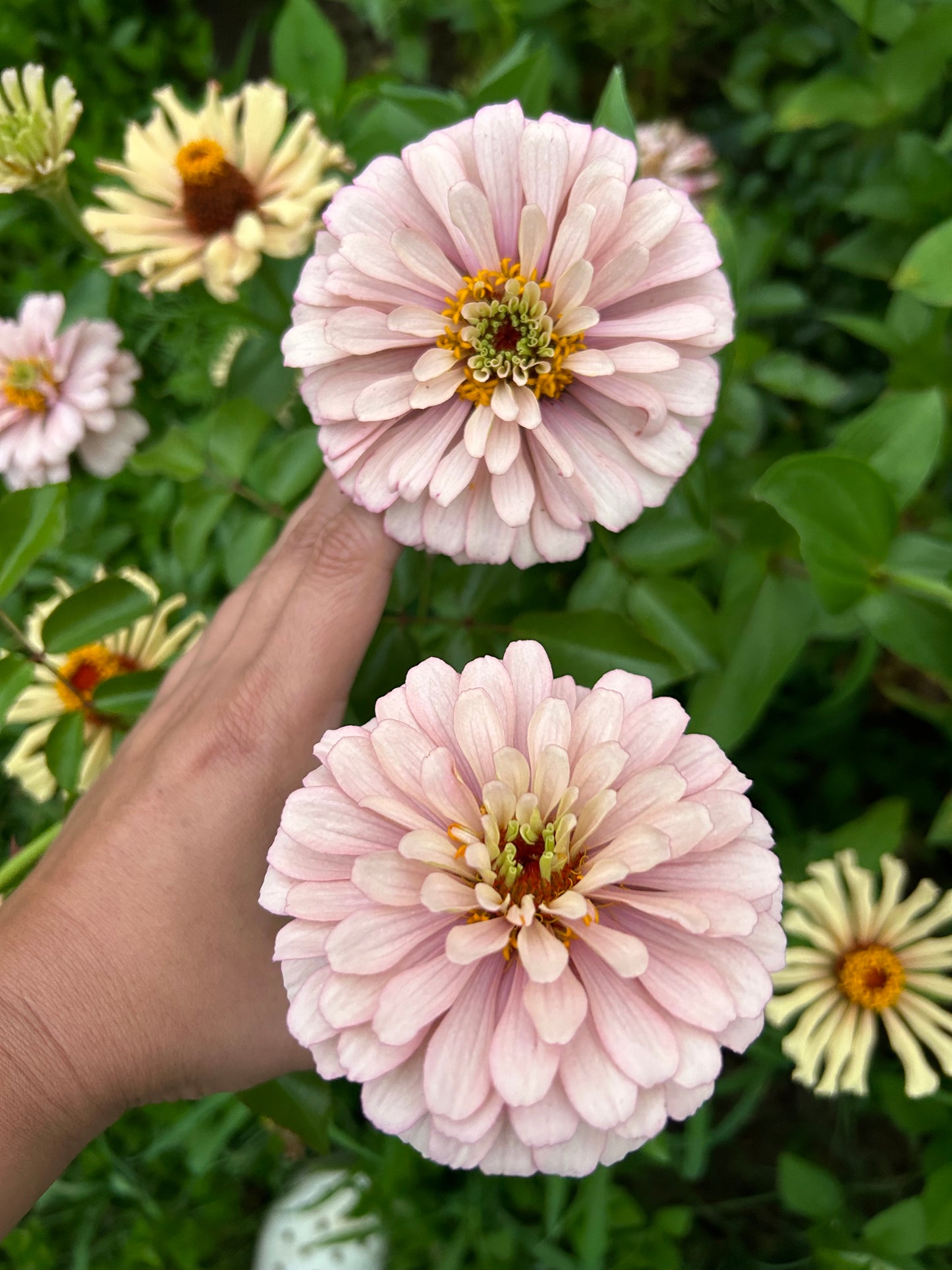 Pink Champagne Zinnia Seed Breeder’s pack Fall Shipping